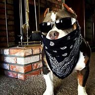 Image result for Funny Gangster Dog