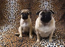 Image result for Fat Pug Puppies
