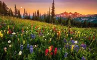 Image result for Wildflower Wallpaper iPhone