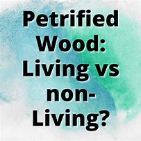 Image result for Petrified Wood Coasters
