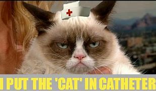 Image result for Nurse Cat Meme