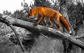 Image result for Cool Fox with Black Suit Wallpaper