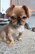 Image result for Cute Dog Angry Face