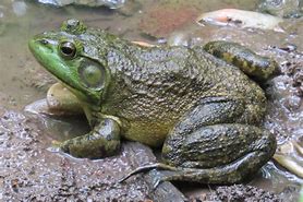 Image result for Bull Frog Drawing Small