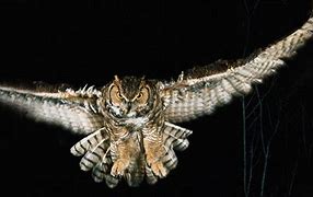 Image result for Nocturnal Animal Eating