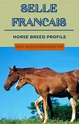 Image result for Medieval Horse Breeds