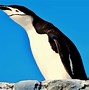 Image result for How Many Types of Penguins Are There