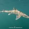 Image result for Shark with Bacon Hair