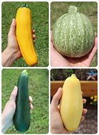 Image result for Round Squash