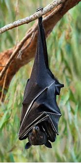 Image result for Simple Cute Bat Drawing