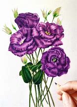 Image result for Marie Sharp Drawing