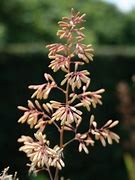 Image result for Macleaya microcarpa Kelways Coral Plume