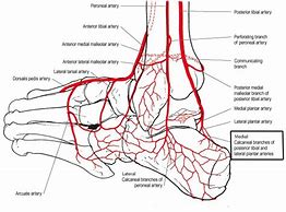 Image result for Foot Blood Supply