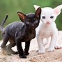 Image result for Joelya Cornish Rex