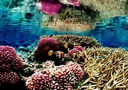 Image result for Coral Ocean iPhone Wallpaper