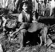 Image result for Tiger Kill Alabama