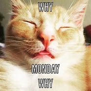 Image result for Funny Monday Cat Memes