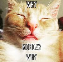 Image result for Monday Cat Même