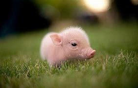 Image result for Free Cute Baby Pigs