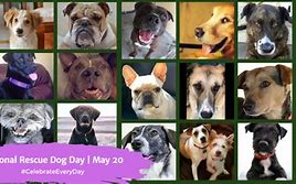 Image result for Happy National Dog Day Rescue