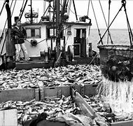 Image result for Newport Rhode Island Fishing