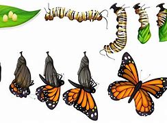 Image result for Insect Life Cycle Butterfly