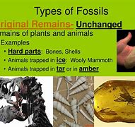 Image result for Fossil Charter