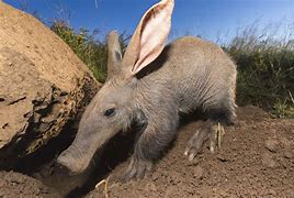 Image result for Animals in the Ground