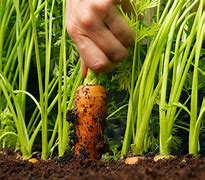 Image result for Grow Foods