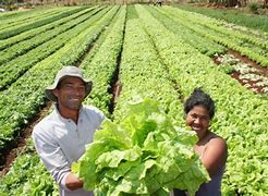 Image result for Pequeno Agricultor