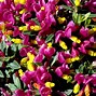 Image result for Polygala Dolomite