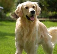 Image result for 10 Best Dog Breeds for Families