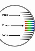 Image result for Drawing of Rods and Cones