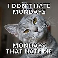 Image result for Crazy Monday Cat Image