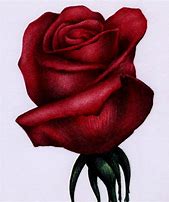 Image result for Cool Rose Drawings
