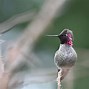 Image result for Hummingbird Vine