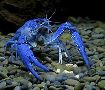 Image result for Crayfish