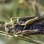 Image result for Feeder Insects