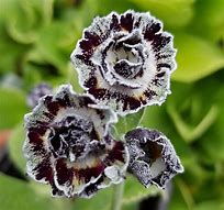 Bildergebnis für Primula auricula Merlin