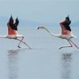 Image result for Extinct Flamingo