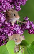Image result for Cute Mouse Pics