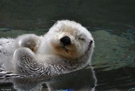 Image result for Otters Sleeping