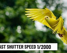 Image result for Camera Shutter Speeds