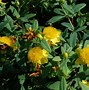 Image result for Hypericum frondosum Sunburst