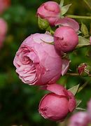 Image result for Pink Rose Bud Flower