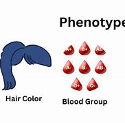 Image result for Phenotype Drawing