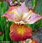 Image result for Iris siberica Paprikash