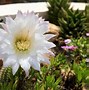Image result for Cactus Bloom