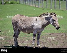 Image result for co_to_znaczy_zebroid