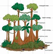 Image result for Interesting Facts About the Rainforest